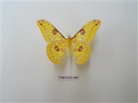 藏品(黃豹天蠶蛾)的圖片